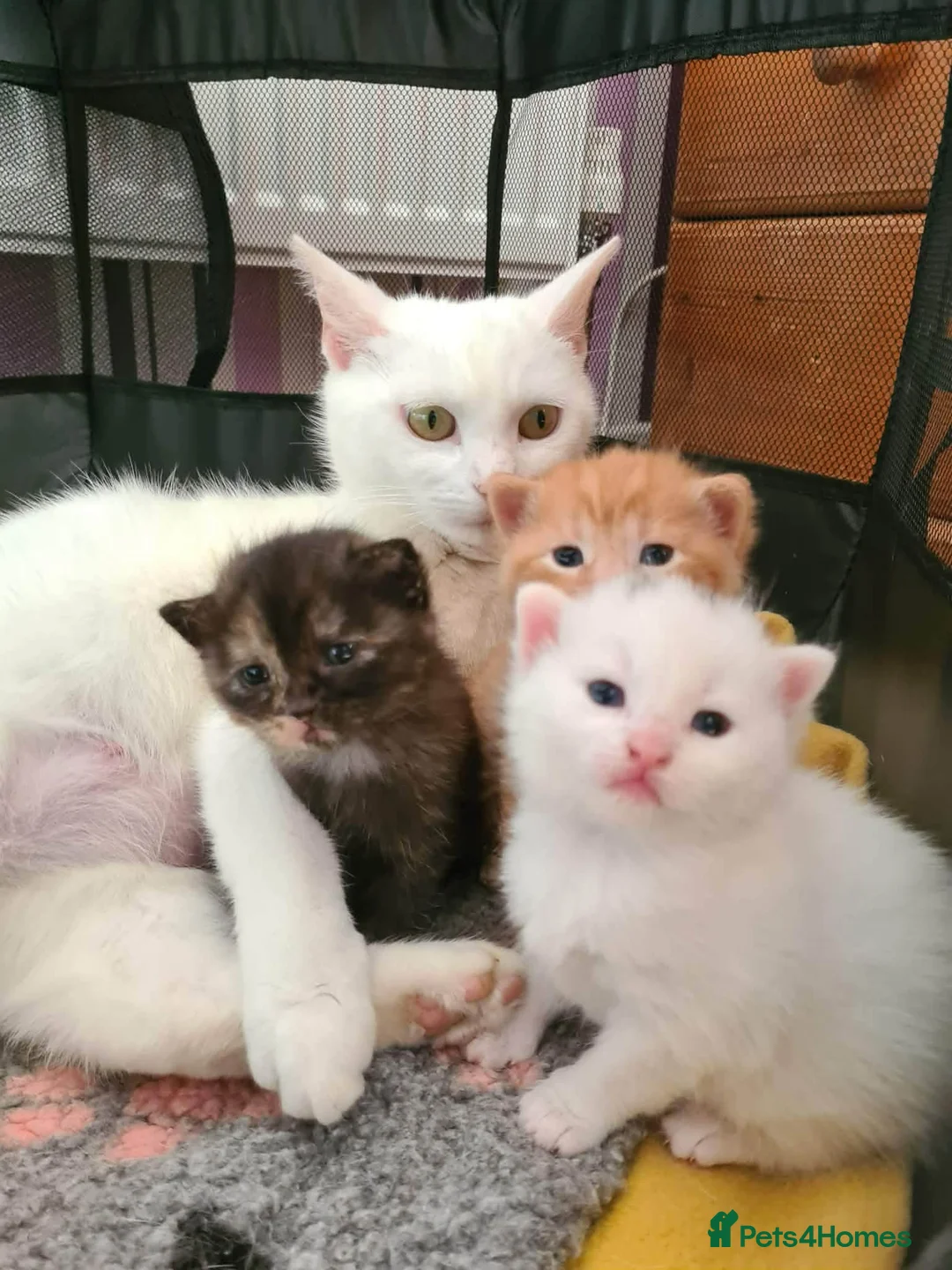 Mixed Breed cats for sale: Female white kitten  - Advert 2