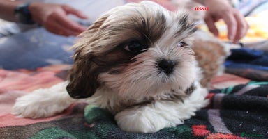 Shih Tzu dogs - Advert 2