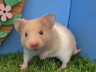 Hamster rodents - Advert 6