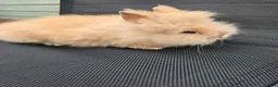 Lionhead rabbits for sale: Purebred doublemane lionhead babies in Wellington - Advert 4
