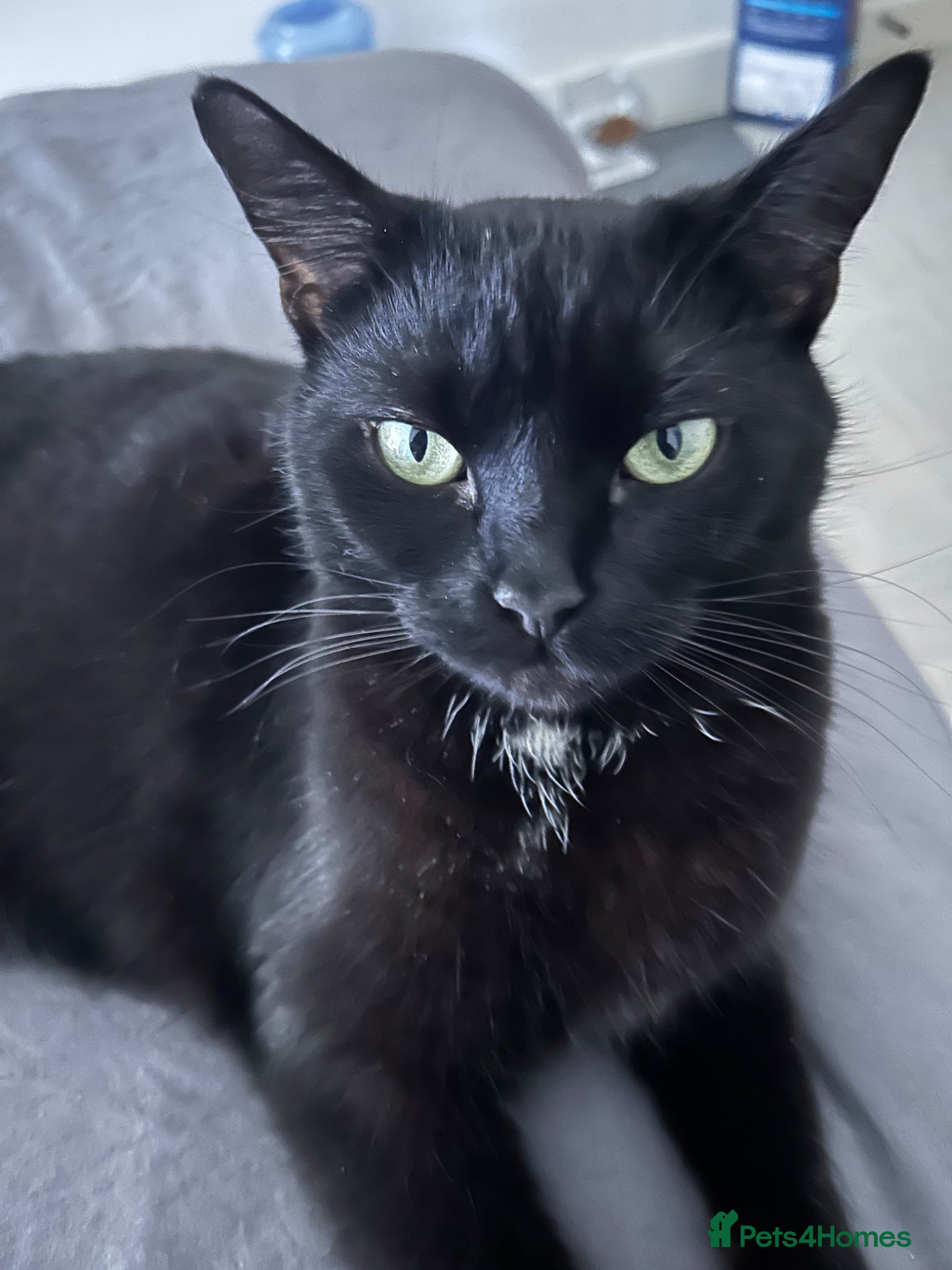 Mixed Breed cats California Buddington (Responds to Cali) 5 YRS - Advert 3