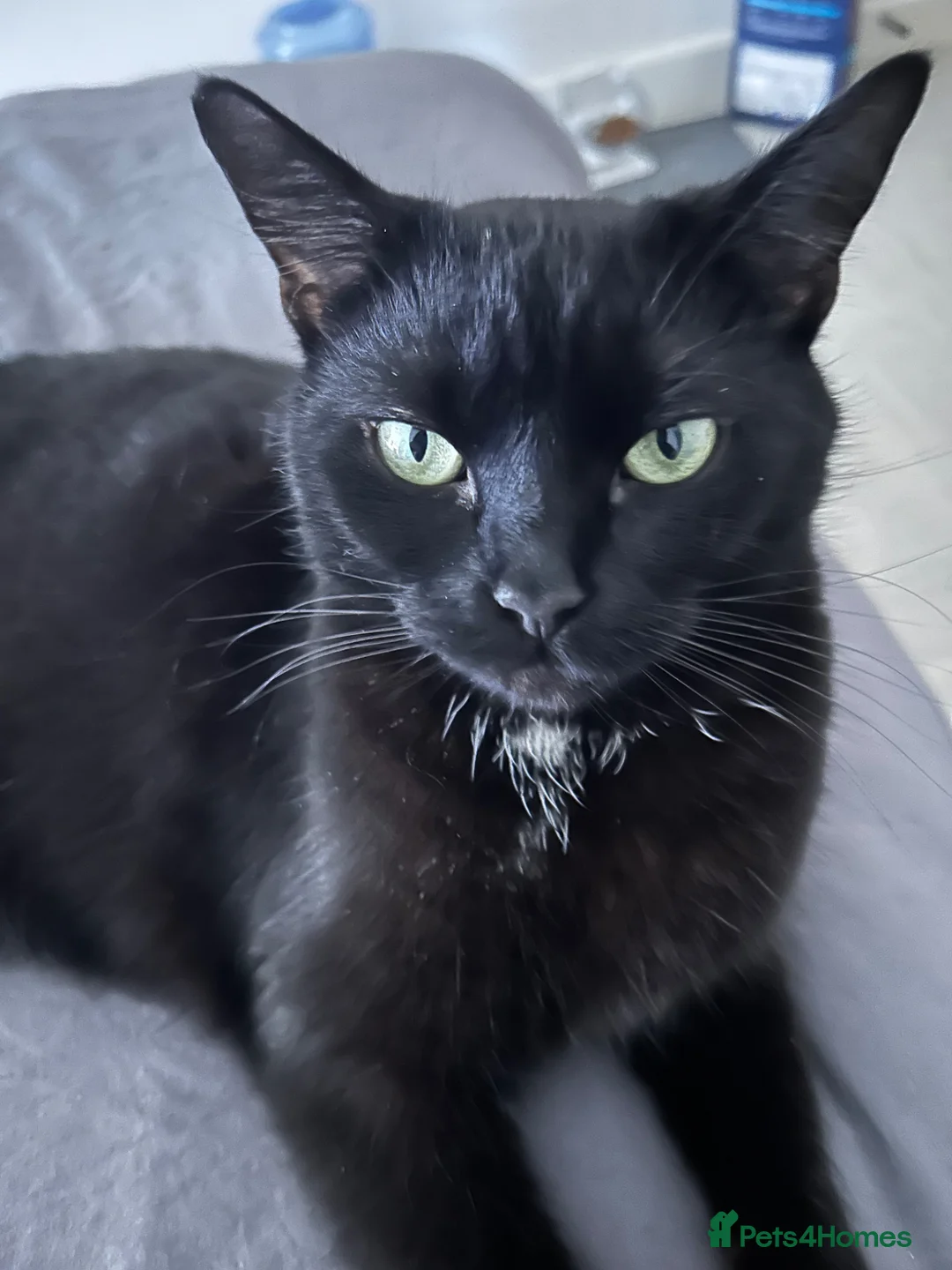 Mixed Breed cats for sale: California Buddington (Responds to Cali) 5 YRS - Advert 1