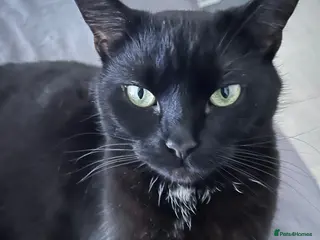 Mixed Breed cats California Buddington (Responds to Cali) 5 YRS - Advert 3