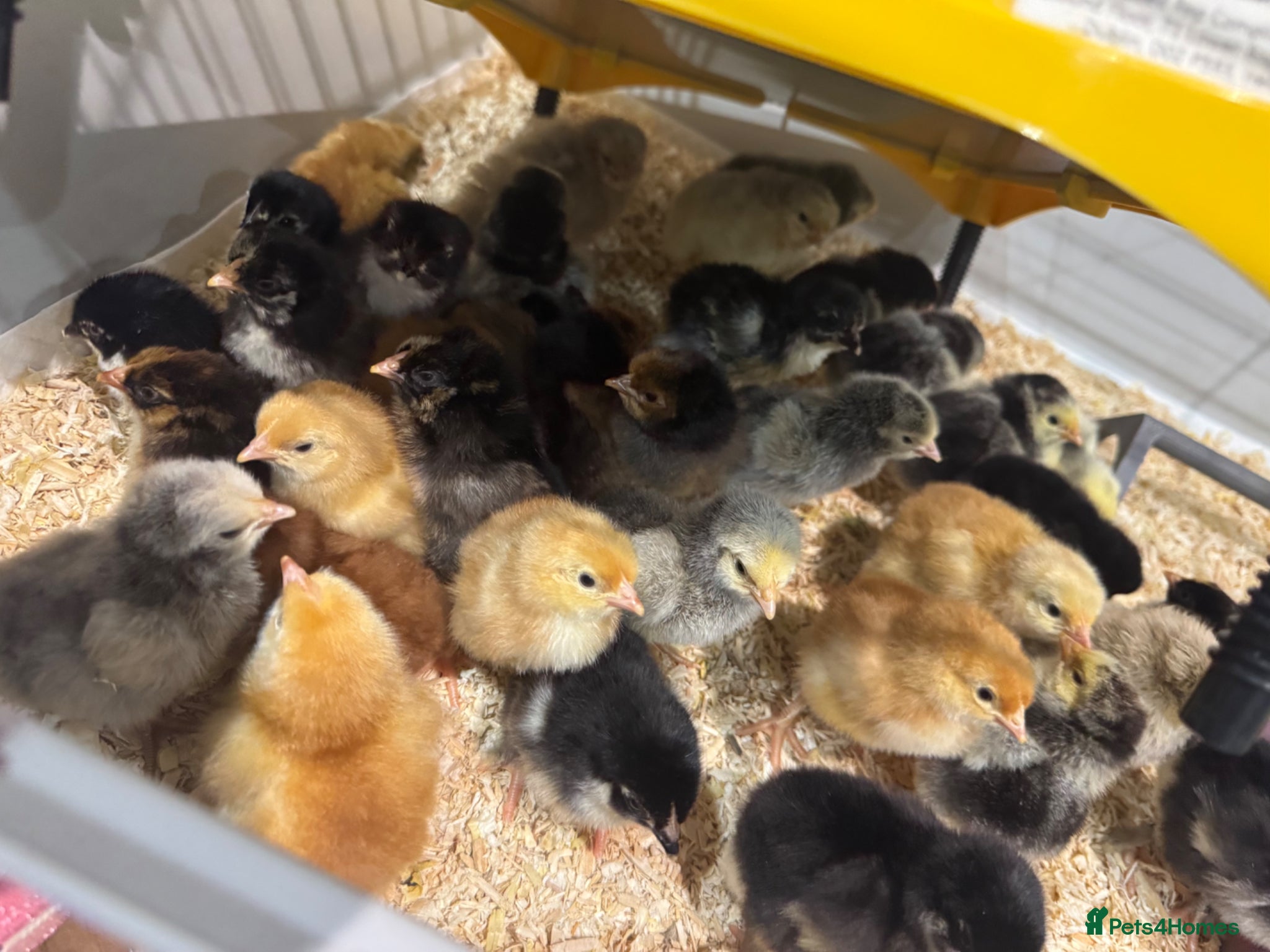 Chickens poultry Different orpington chicks  - Advert 2