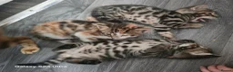 Mixed Breed cats for sale: Adorable Bengal x Shorthair Kittens  - Advert 12