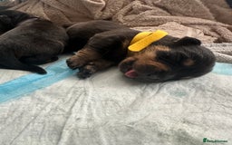 Rottweiler dogs for sale: Rottweiler puppies  - Image 6