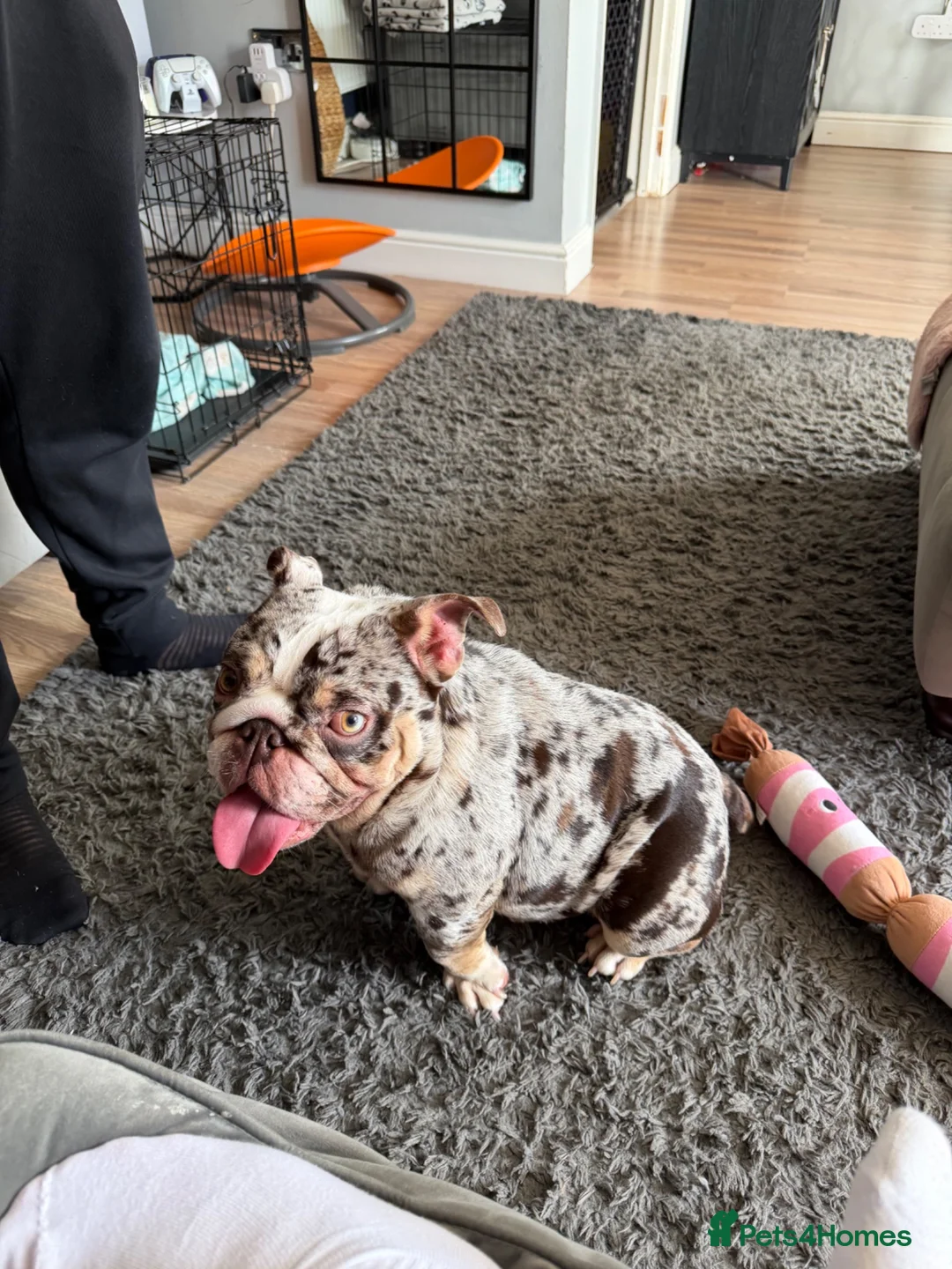 English Bulldog dogs for sale: Beautiful MERLE rare English Bulldog 🌸 - Advert 2
