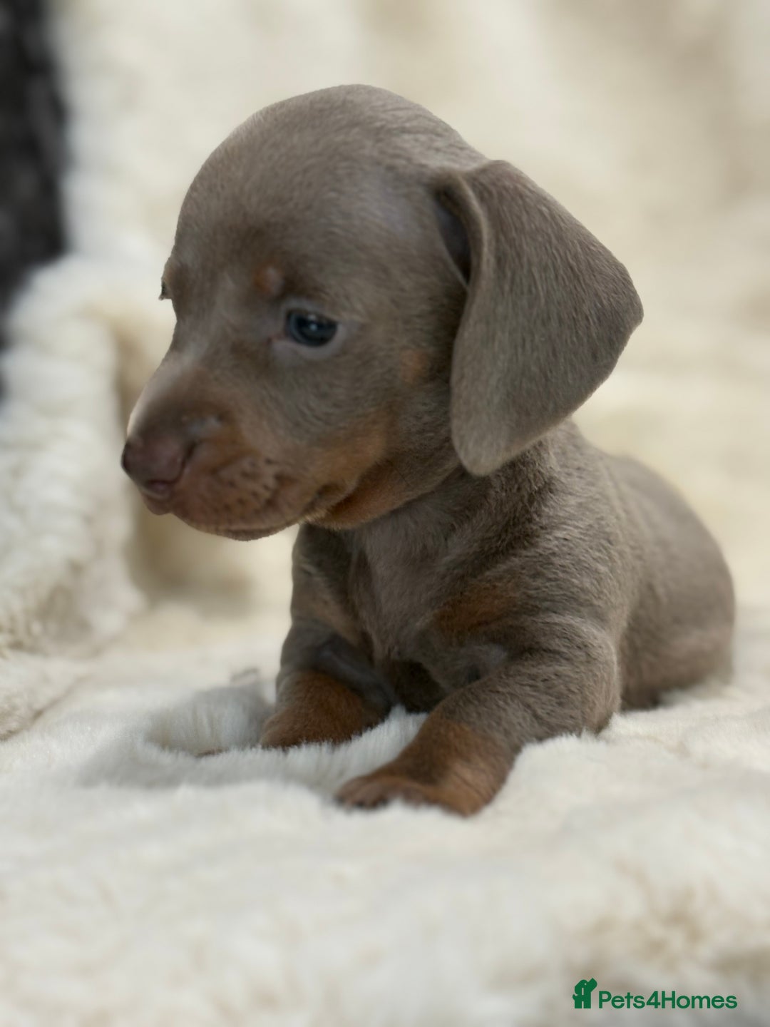 Miniature Dachshund dogs for sale: Stunning mini smooth dachshund pups  - Image 25