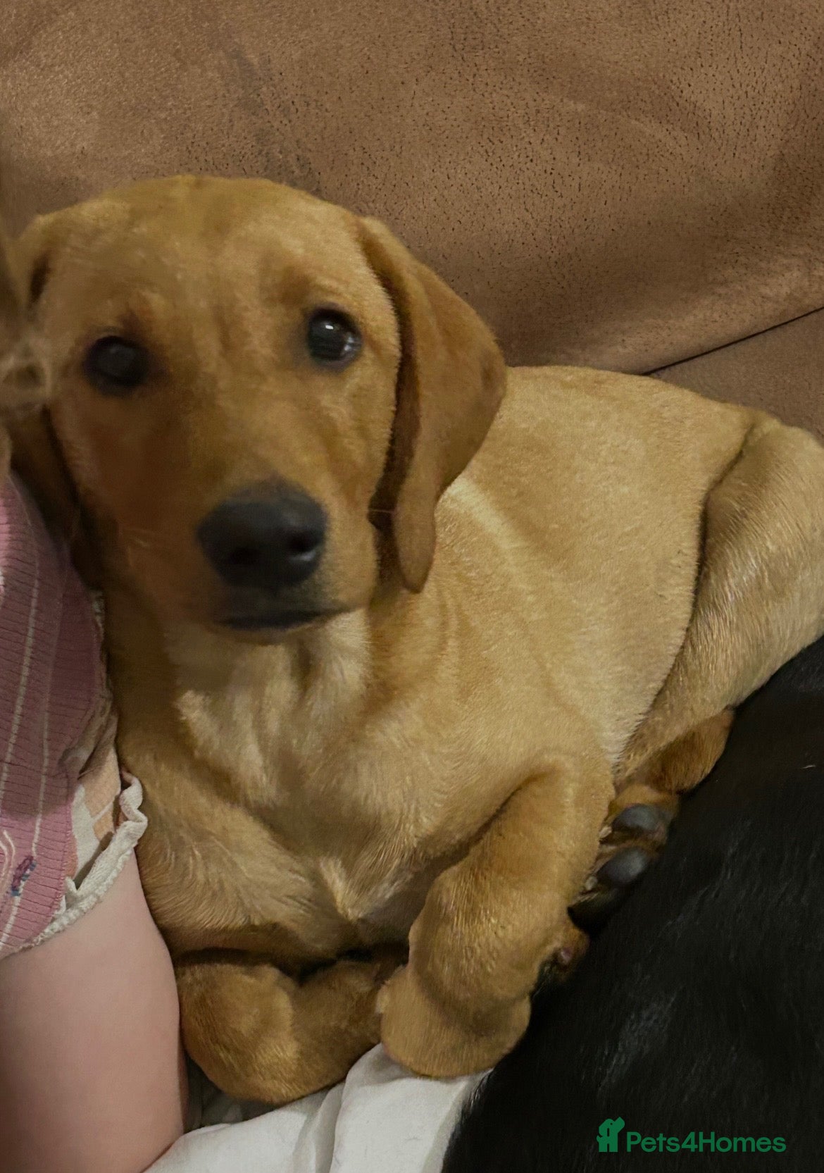 Labrador Retriever dogs Gunner KC reg health tested Labrador 6 months old - Advert 8