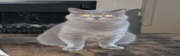British Shorthair cats for sale: Full British shorthairs  - Advert 4