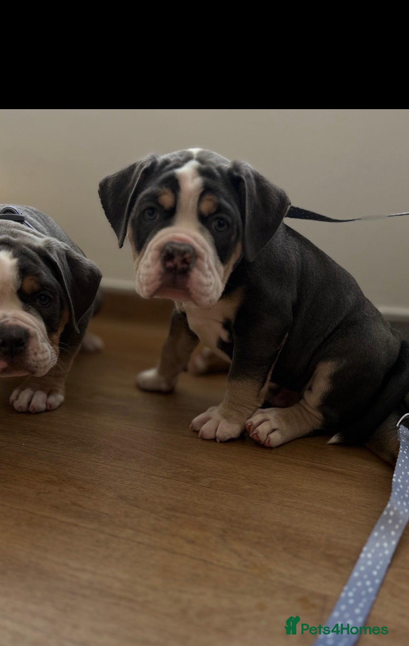 Olde English Bulldogge dogs 🔥🔥Champion bloodline Olde English Buldogs🔥🔥 - Advert 2