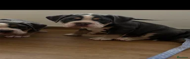 Puppy 2