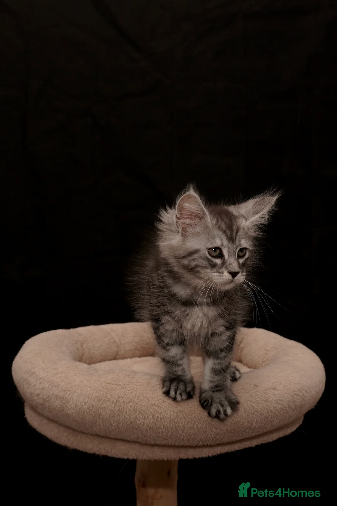 Maine Coon cats for sale: Black Silver classic tabby Mainecoon kittens - Advert 27