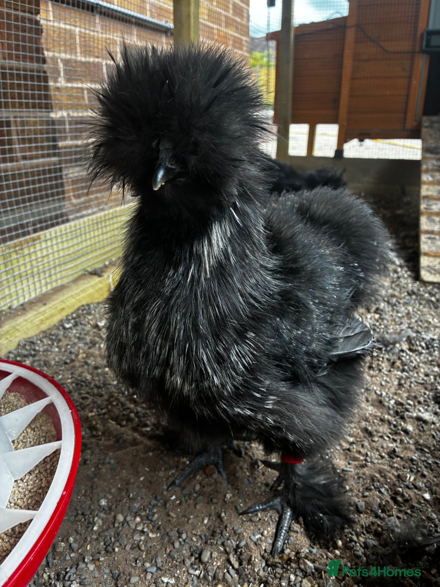 Chickens poultry Bearded silkie cockerel/ cocoo  - Advert 10