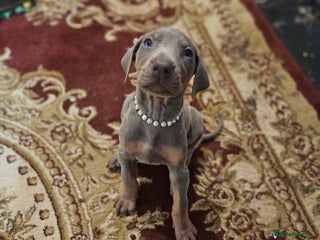 Dobermann dogs International Champ Bloodline Pups Ready 25thDEC - Advert 3