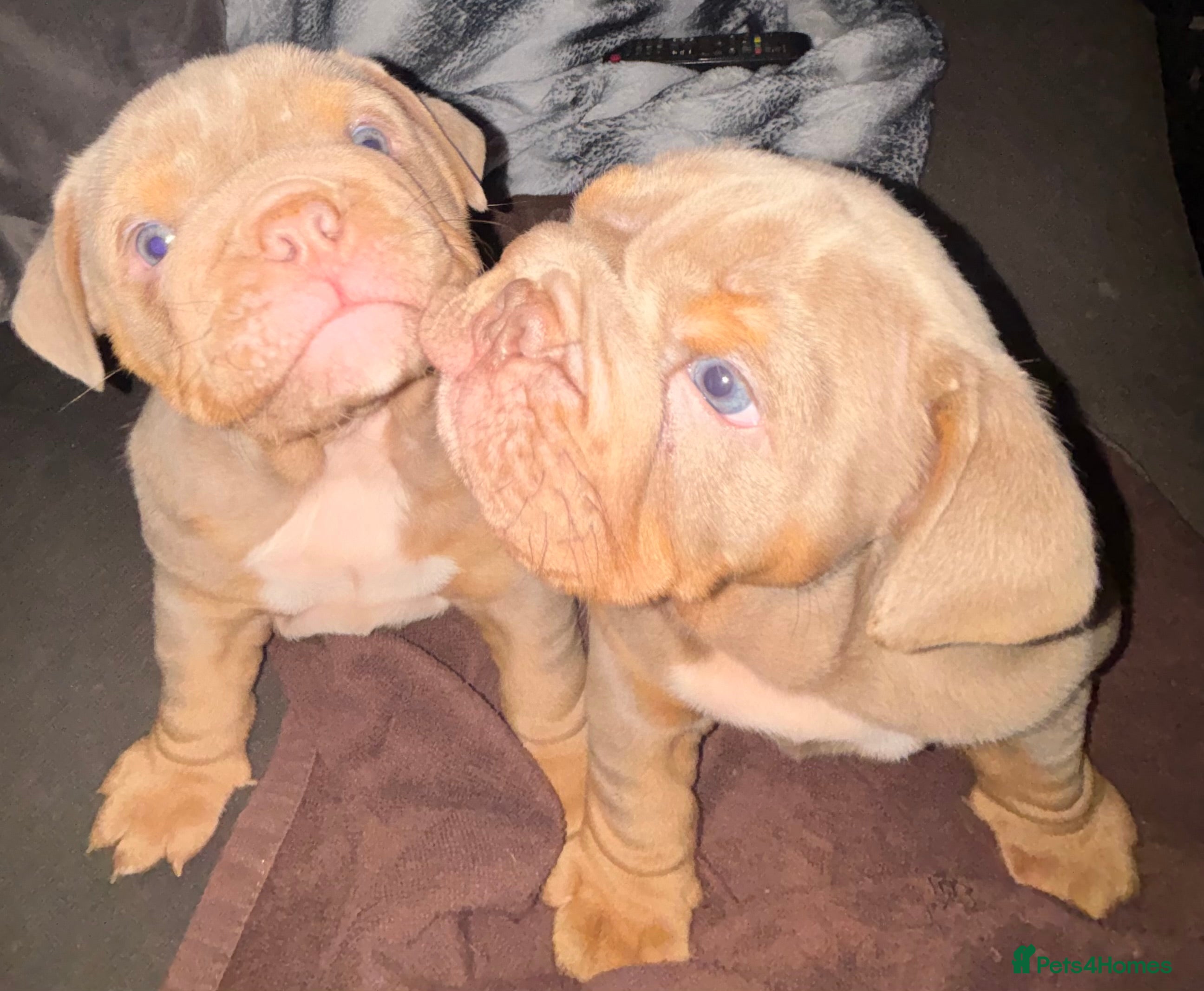 English Bulldog dogs 2 English bulldog &#x27;lilac&#x27; puppies READY 8TH DEC 25 - Advert 13