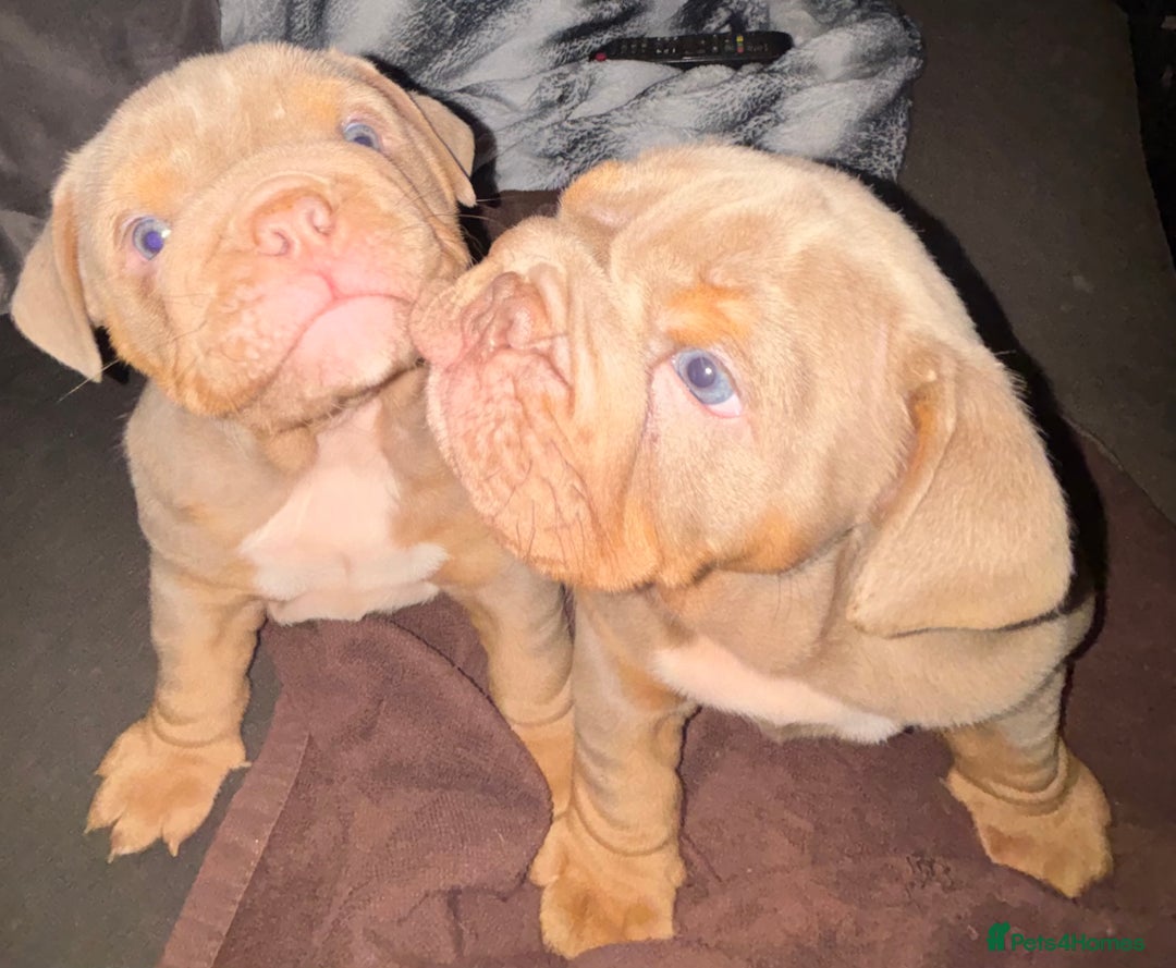 English Bulldog dogs for sale: 2 English bulldog 'lilac' puppies READY 8TH DEC 25 - Advert 1