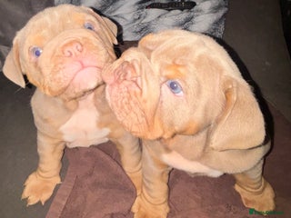 English Bulldog dogs 2 English bulldog 'lilac' puppies READY 8TH DEC 25 - Advert 13
