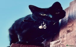 Domestic Shorthair cats for sale: Female black cat - Image 2