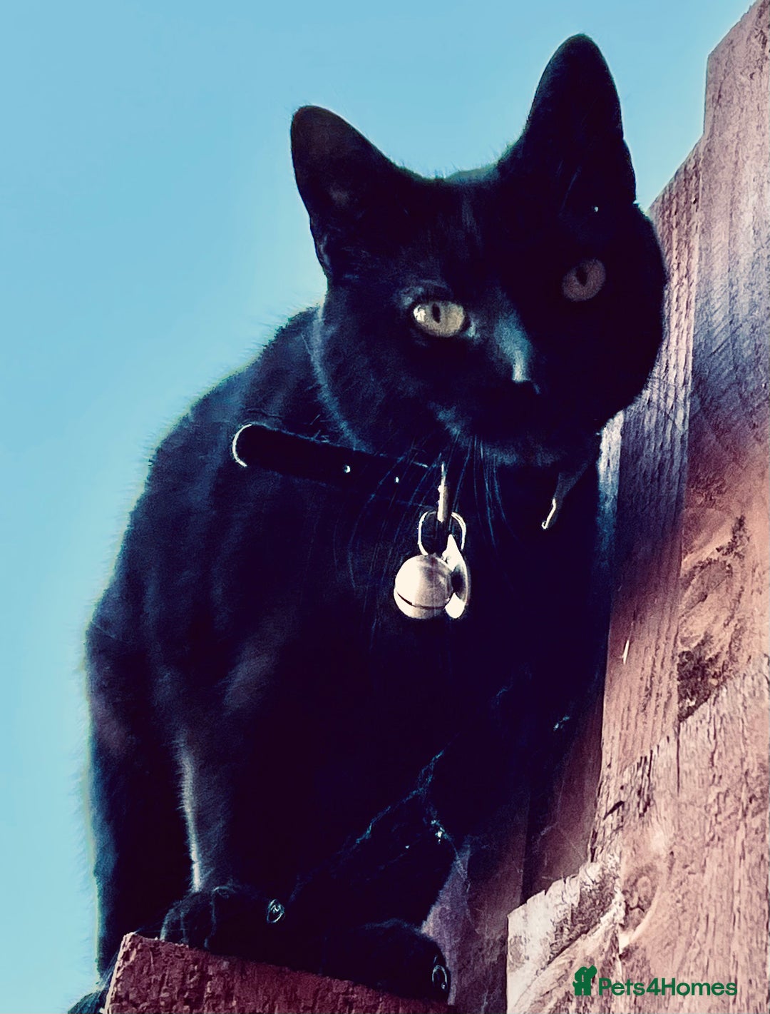 Domestic Shorthair cats for sale: Female black cat - Image 2