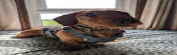 Dachshund dogs for stud: 5th gen pedigree KC teckel Dachshund  - Advert 1