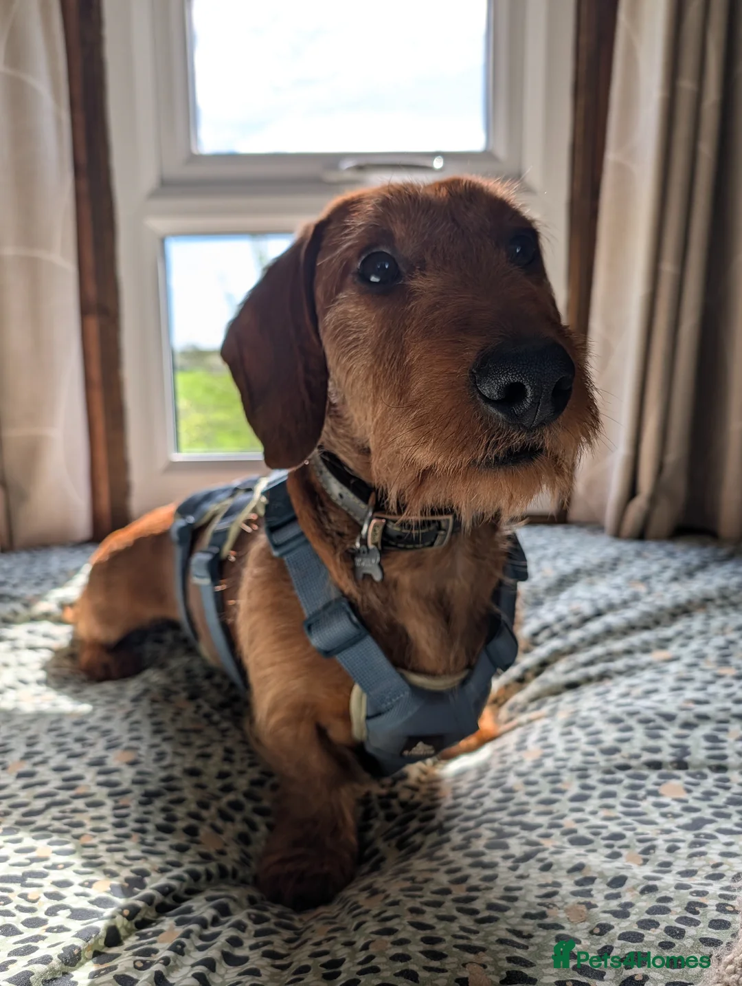 Dachshund dogs for stud: 5th gen pedigree KC teckel Dachshund  - Advert 1