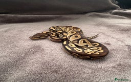 Python Snake reptiles for sale: Ball pythons, babies and adults various morphs - Image 2