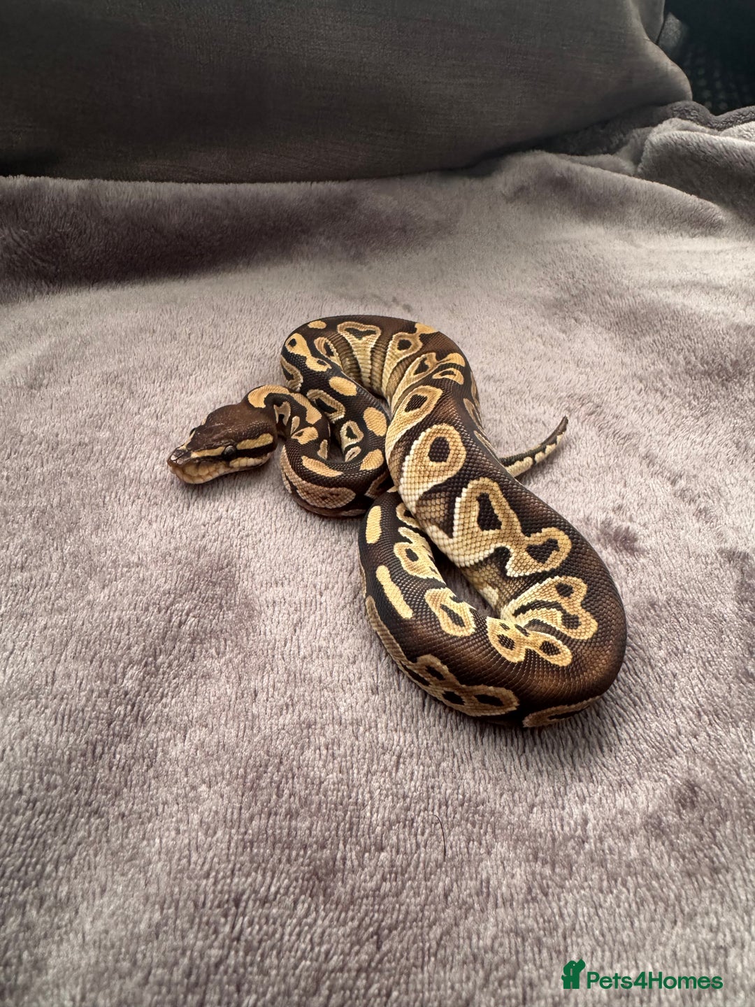 Python Snake reptiles for sale: Ball pythons, babies and adults various morphs - Image 2