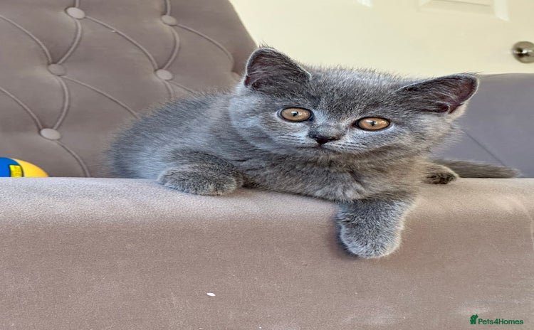 Scottish Fold cats - Advert 5