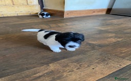 Jackapoo dogs for sale: Beautiful Jackapoo Puppies - Image 7