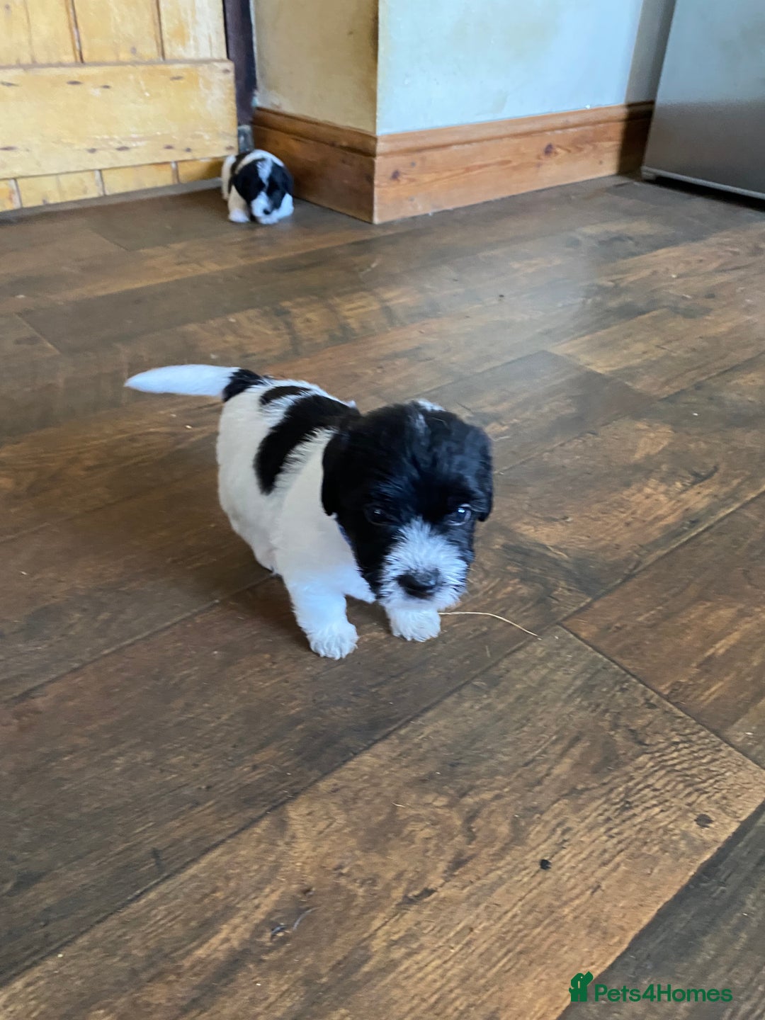 Jackapoo dogs for sale: Beautiful Jackapoo Puppies - Image 7