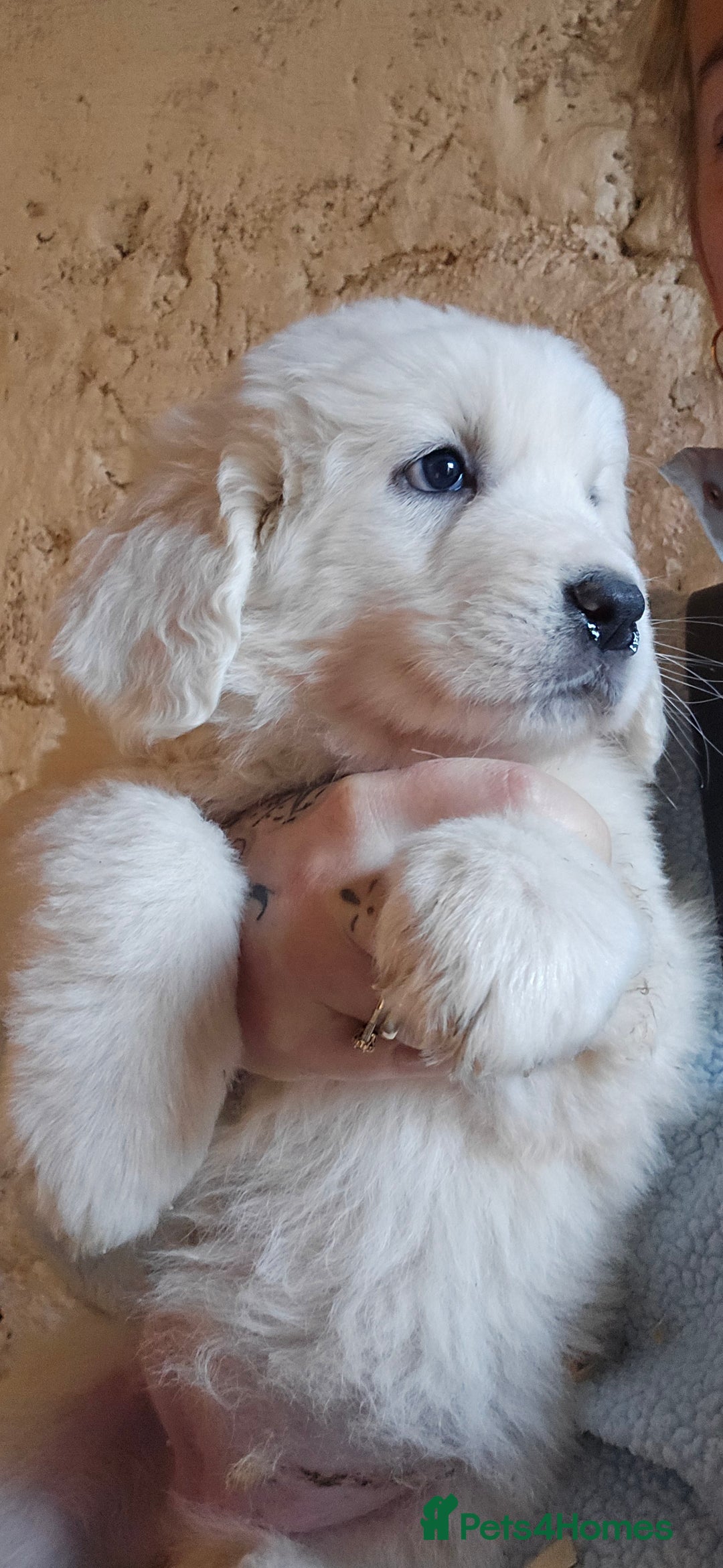 Pyrenean Mountain Dog dogs for sale: Polish tatra mountain sheepdog - Advert 14