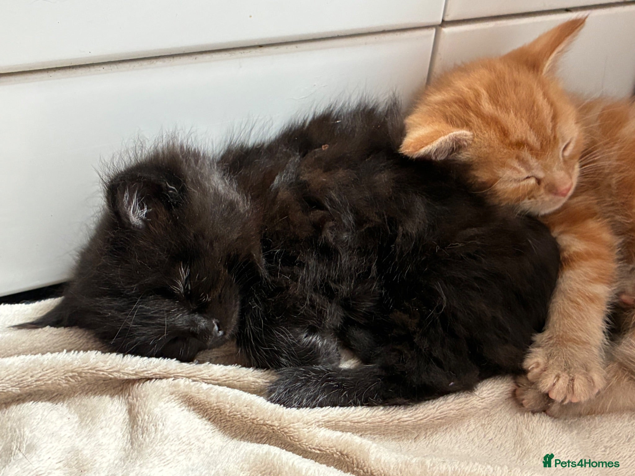 British Longhair cats Fluffy girl kittens  - Advert 3