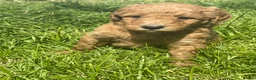 Australian Labradoodle dogs for sale: Australian Labradoodle puppies - Advert 26