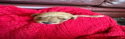 Cockapoo dogs for sale: Stunning cockapoo puppies  - Advert 28