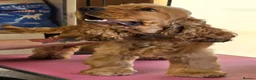 Cocker Spaniel dogs for sale: Stunning Italian Show Type Cocker Spaniel - Advert 4