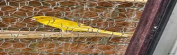 Canaries birds for sale: Persian canary  - Advert 2