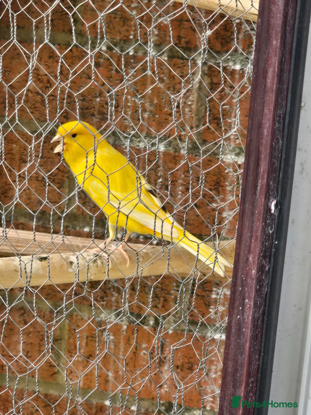 Canaries birds for sale: Persian canary  - Advert 2