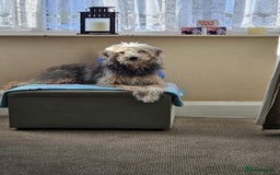 Bedlington Terrier dogs for sale: Bedlington whippet x bedlington terrier  - Advert 5