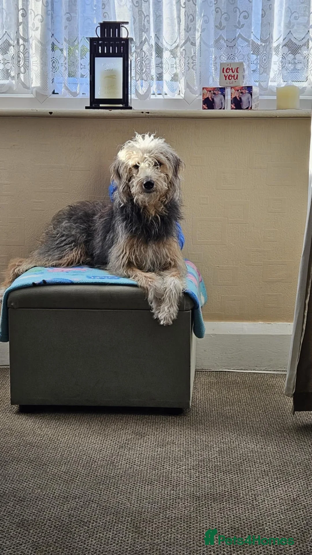 Bedlington Terrier dogs for sale: Bedlington whippet  - Advert 22