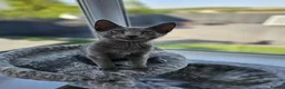Russian Blue cats for sale: GCCF Registered Russian Blue Kittens – Ready Now  - Advert 5