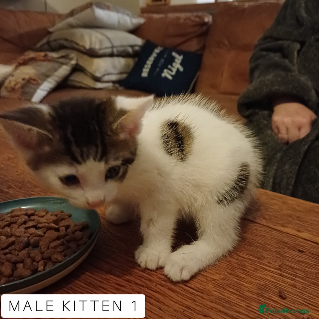 Domestic Shorthair cats for sale: 1 YO Male Free & 2x Male Kittens Available. - Image 7