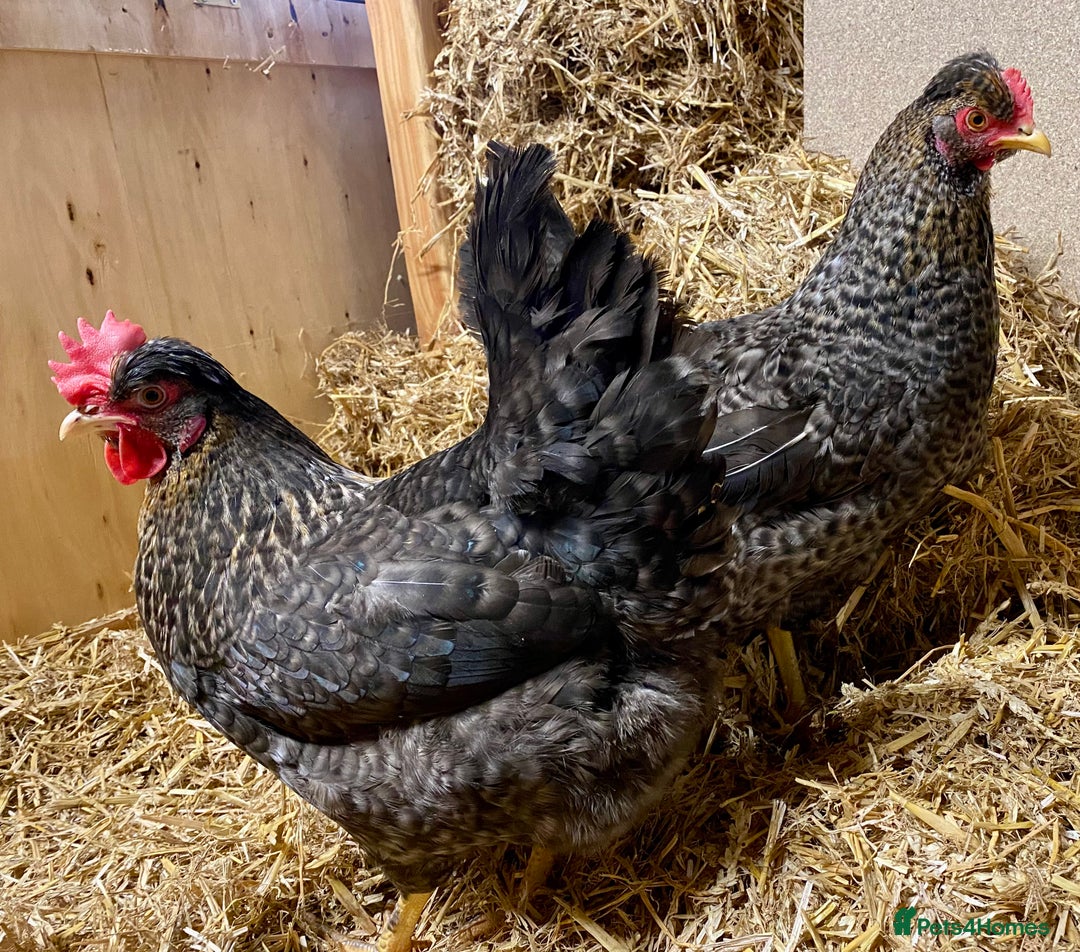 Chickens poultry for sale: Olive Eggers  - Advert 1