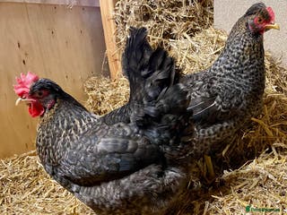 Chickens poultry Olive Eggers - Advert 2