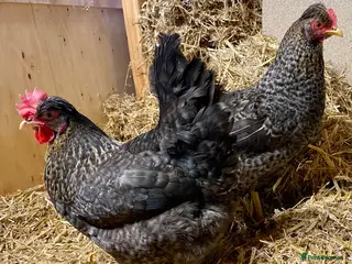 Chickens poultry Olive Eggers - Advert 3