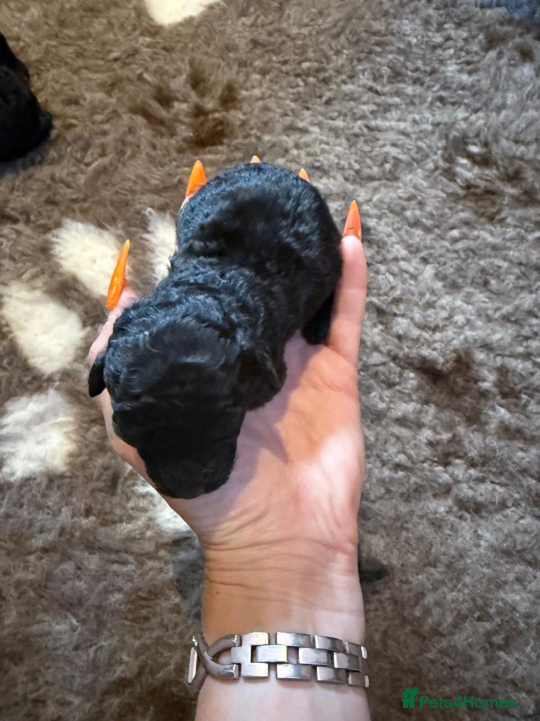 Toy Poodle dogs for sale: Pedigree Toy Poodle puppies, DNA tested parents - Image 15