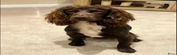 Cockapoo dogs for sale: F1 Cockapoo Winnie’s Puppies have arrived - Advert 1