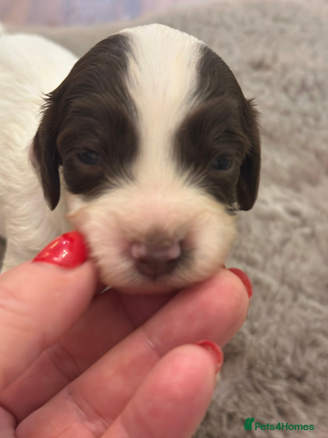 Cockapoo dogs for sale: Unusually fabulous cockapoos   - Image 12