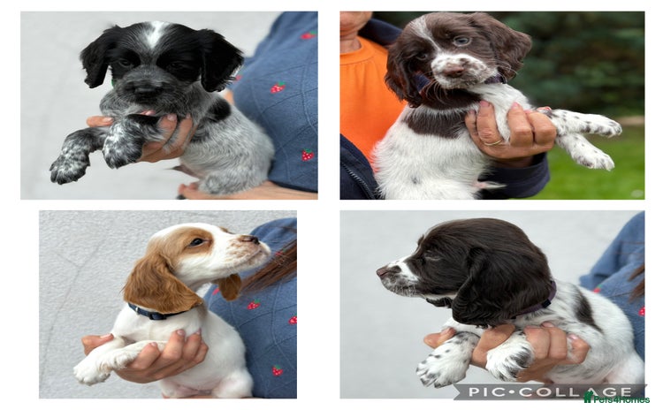 Cocker Spaniel dogs - Advert 4