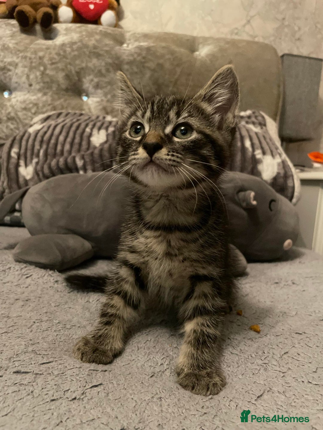 Mixed Breed cats for sale: Beautiful kittens  - Image 9